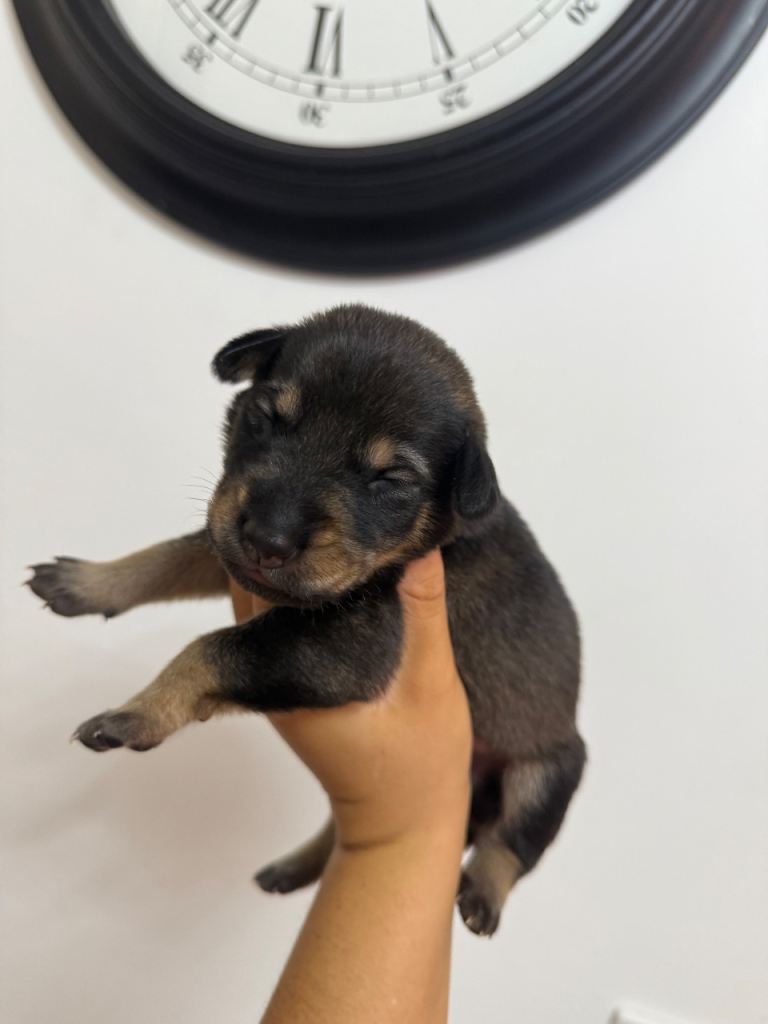 German shepherd / Weimaraner puppies