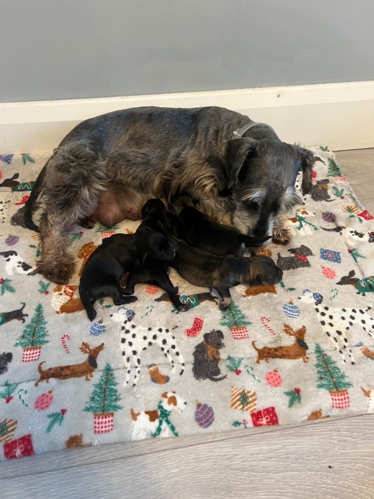 Miniature schnauzer pups 