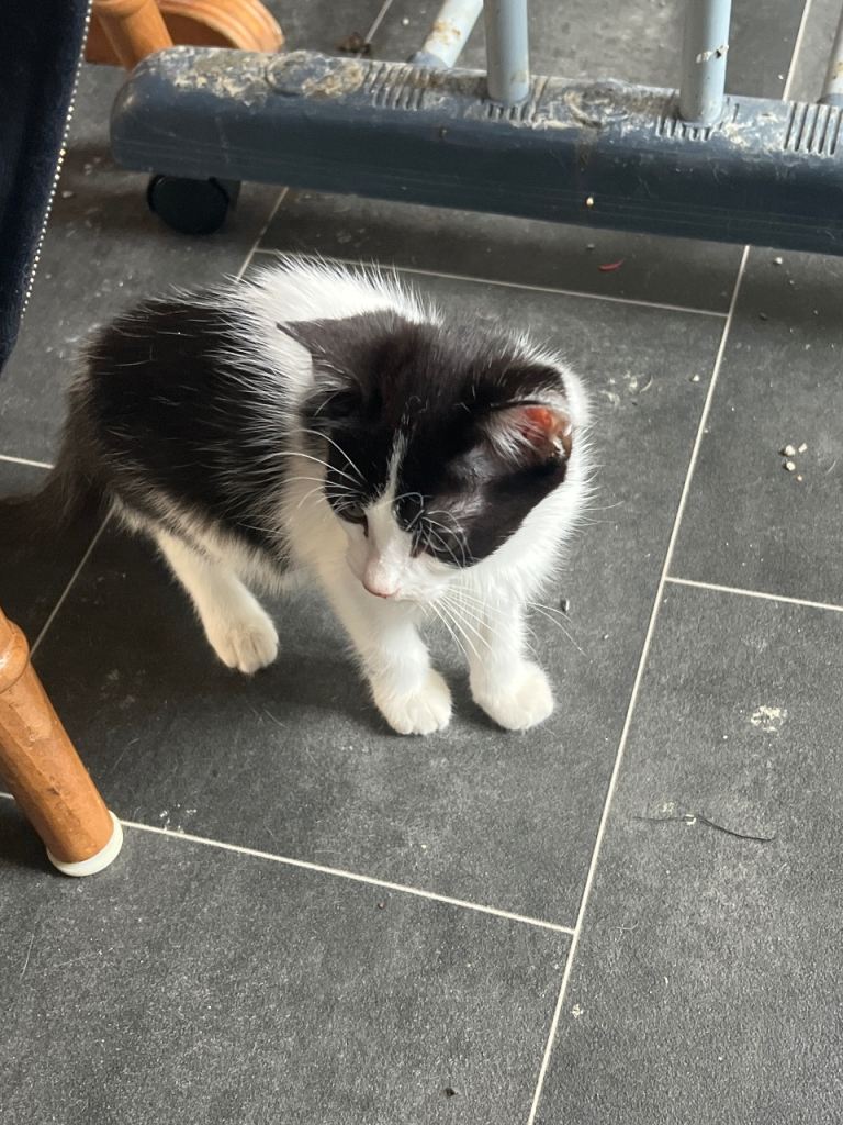 2 Kittens for Sale 12 weeks old 