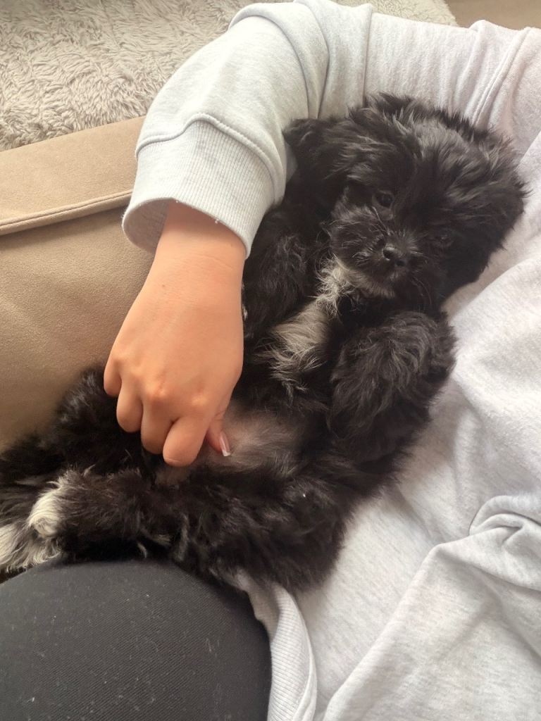Shih Tzu Pomeranian cross puppy
