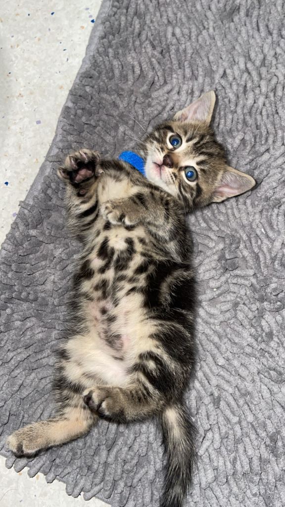 Beautiful kittens for sale 