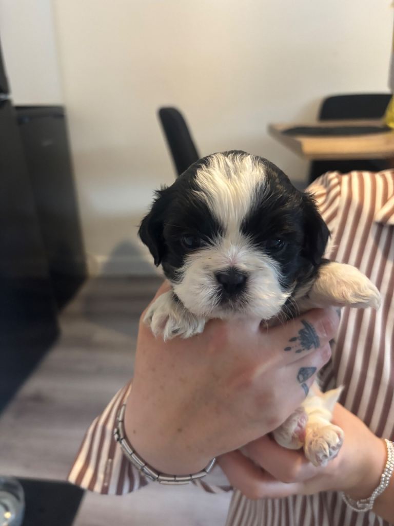  shih tzu puppies