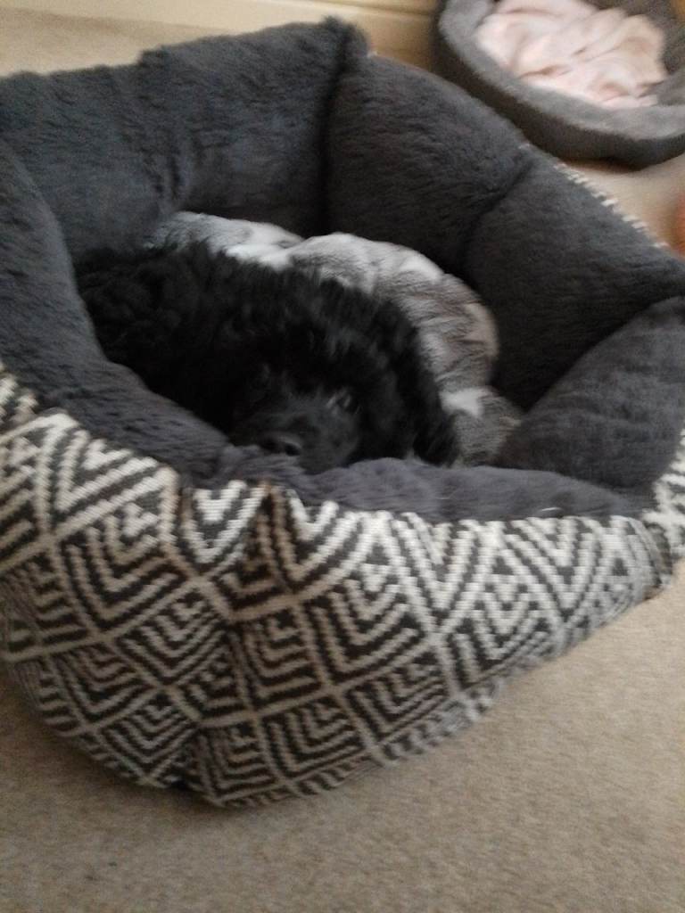 Toy Poodle black girl KC registered 