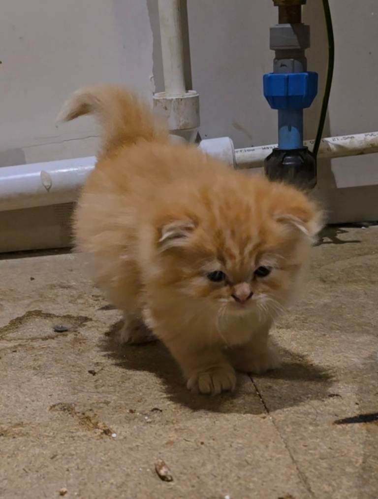 Kittens 