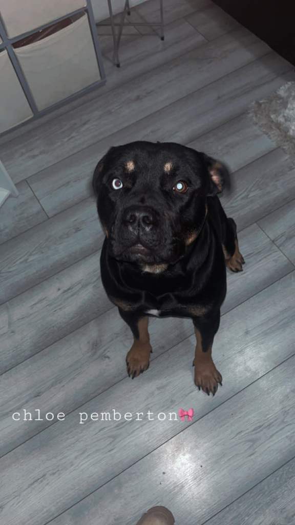 Rottweiler cross staffy 