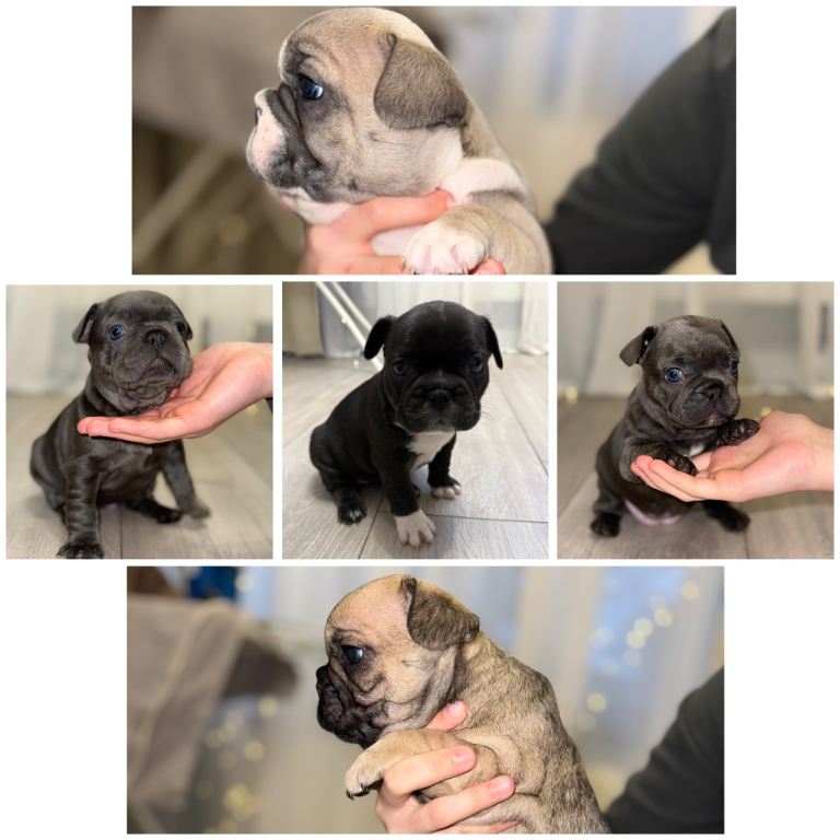 Beautiful French Bulldog Puppies Looking For Loving Homes