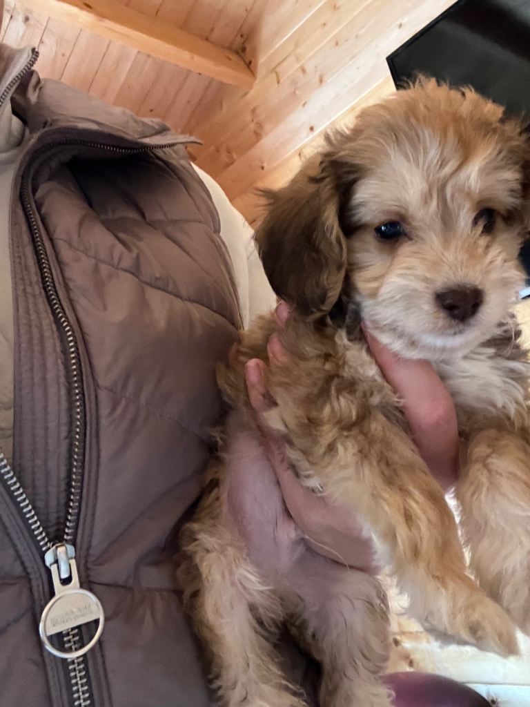 4 beautiful Cockapoo puppy’s 