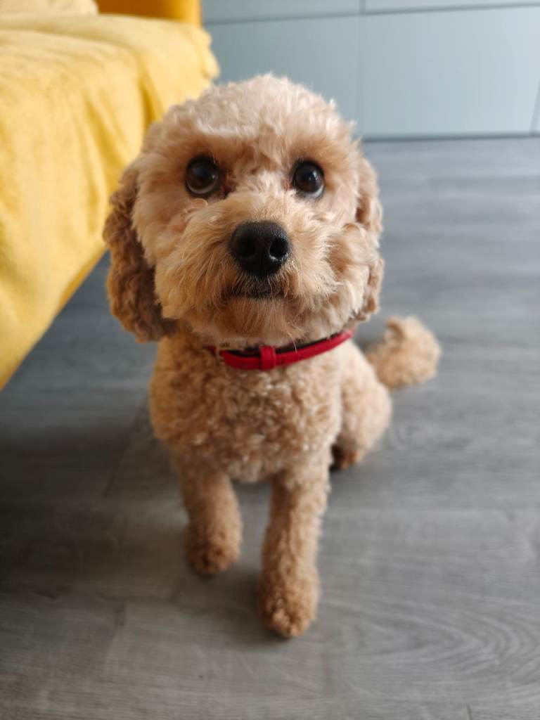 Cavapoochon - 2 years old