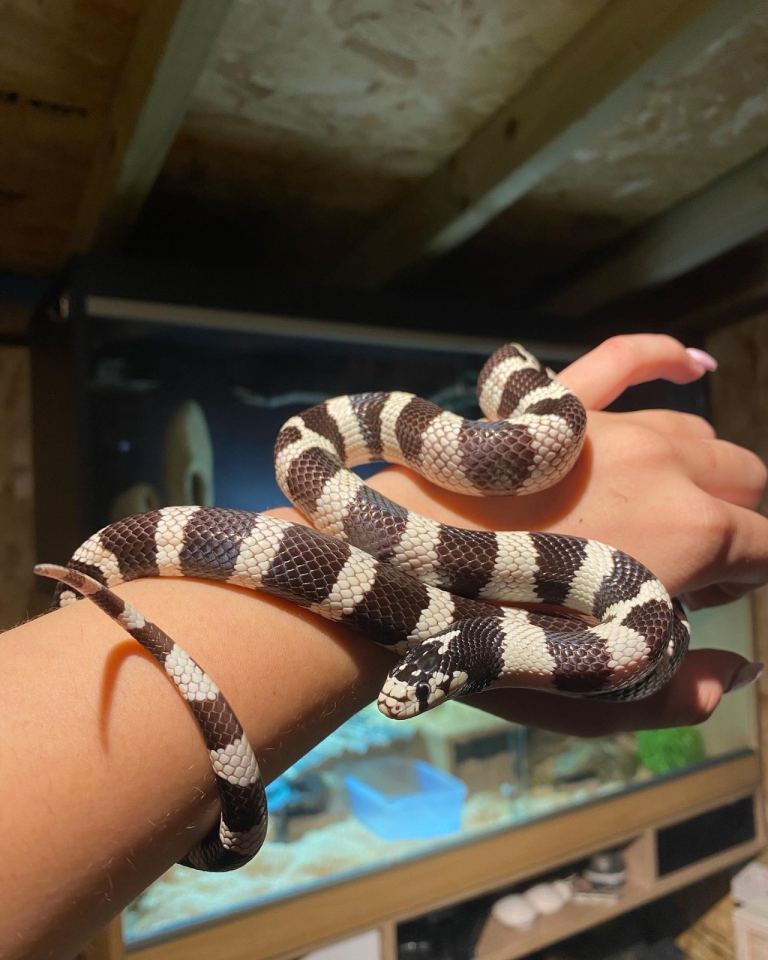 California king snake for sale