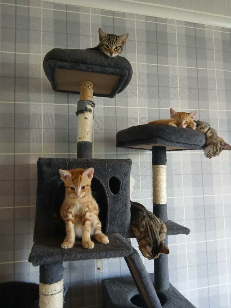 12 Kittens Looking for New Homes
