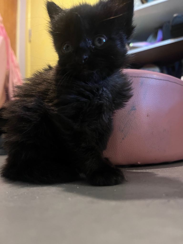 Black Kitty - 9 Weeks Old