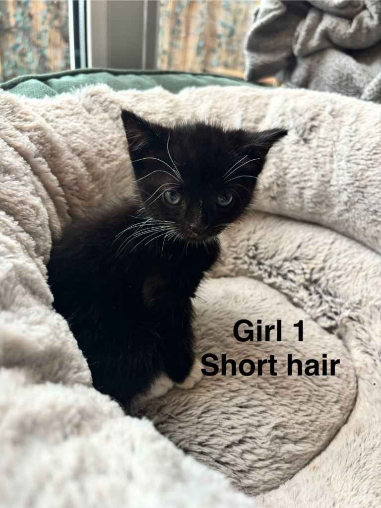 4 beautiful Tuxedo kittens ready for their  new homes