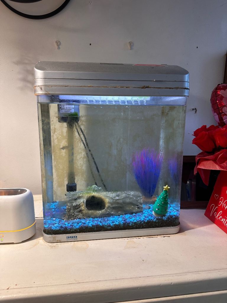 Fish tank with one fish and shrimp