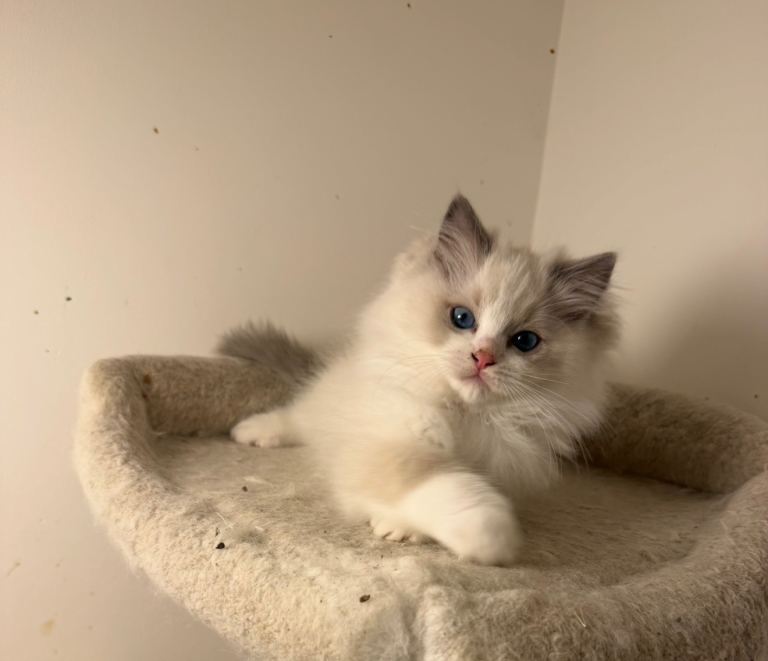 Blue Bi colour European Ragdoll Boy 