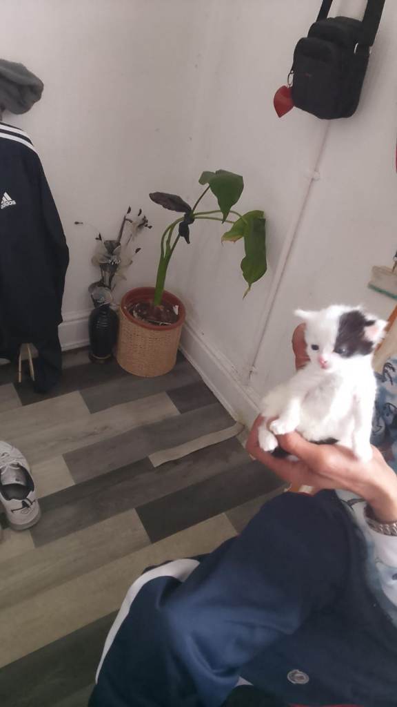 Adorable Kittens for Sale – 5 Available in Leeds 