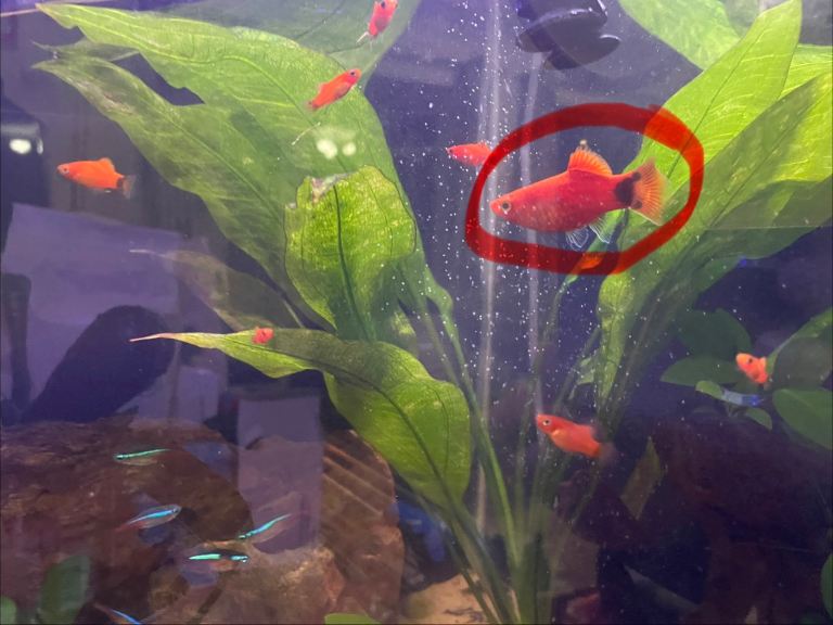 SOLD OUT. Young platys for sale £2 each or 4 for £6