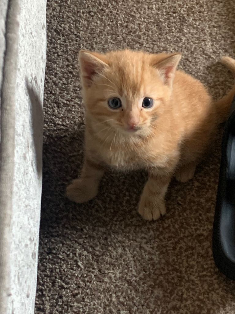 Kitten beautiful 