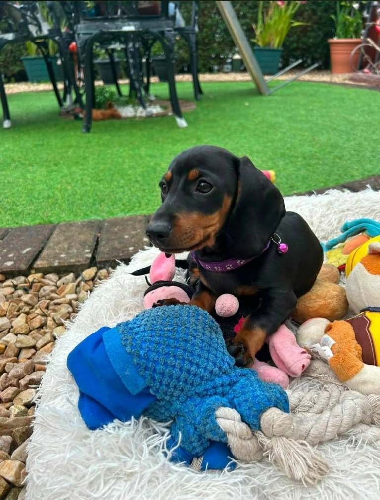 Beautiful Dachshund 