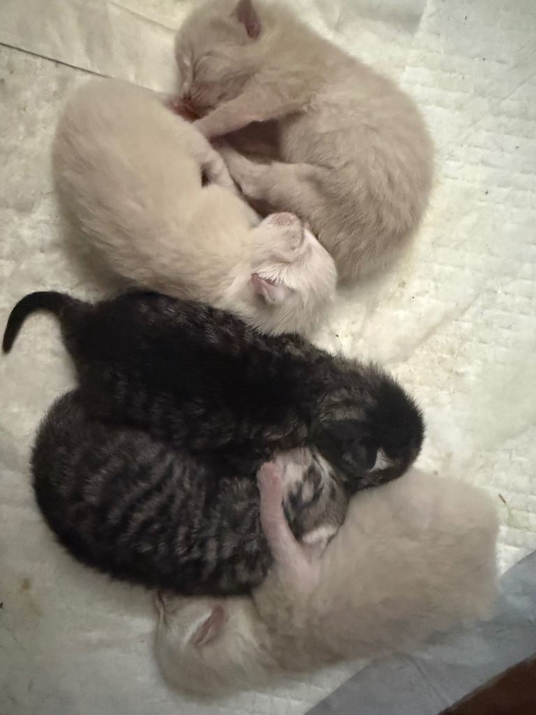 Gorgeous Fluffy Ragdoll X Tabby Kittens🤍
