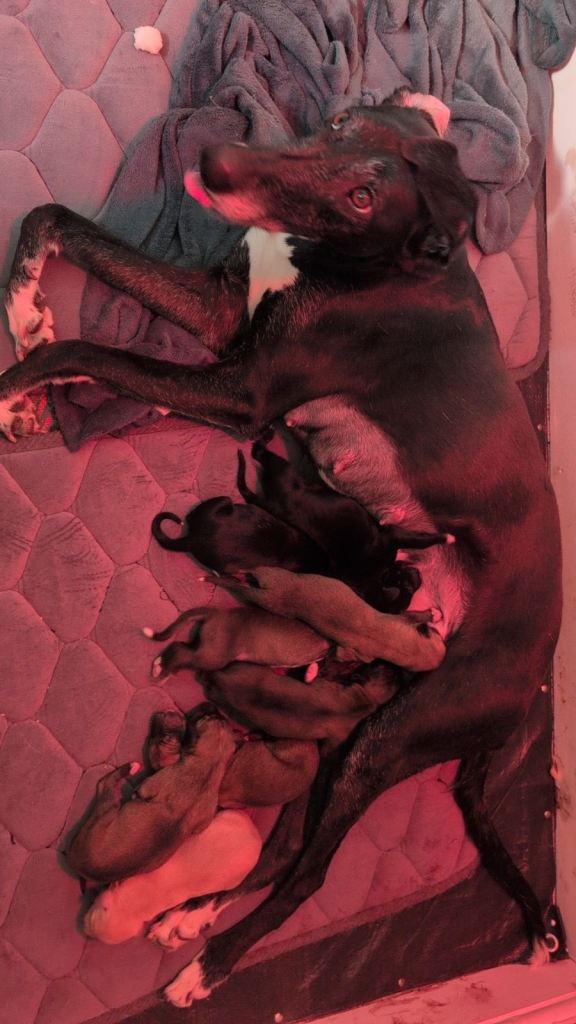 Greyhound puppies