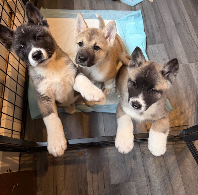 American Akita puppies ( Ready now )