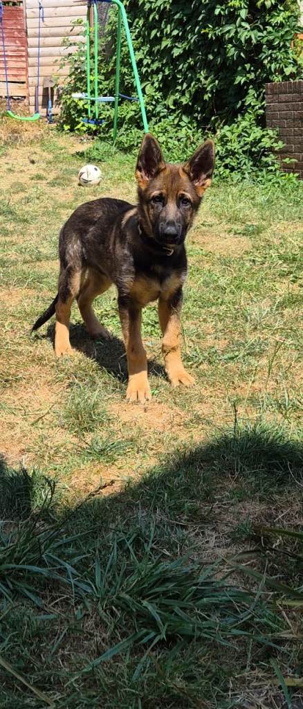 German shepherd 