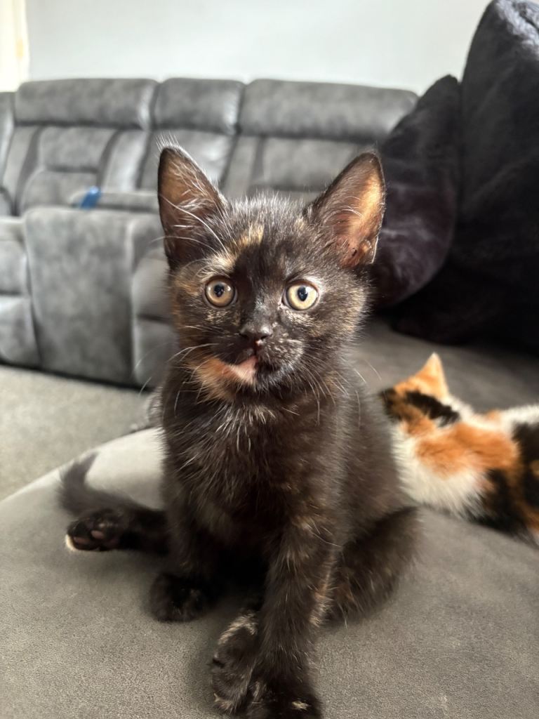 2 kittens ready to leave now  , 2 female tortoises 