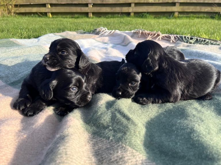 Cocker Spaniel Pups 