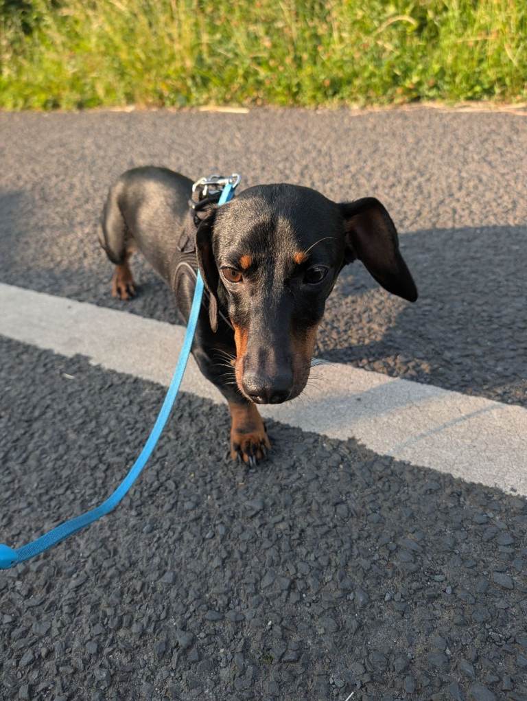 Miniature dachshund 