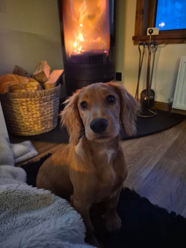 Cocker spaniel pup 