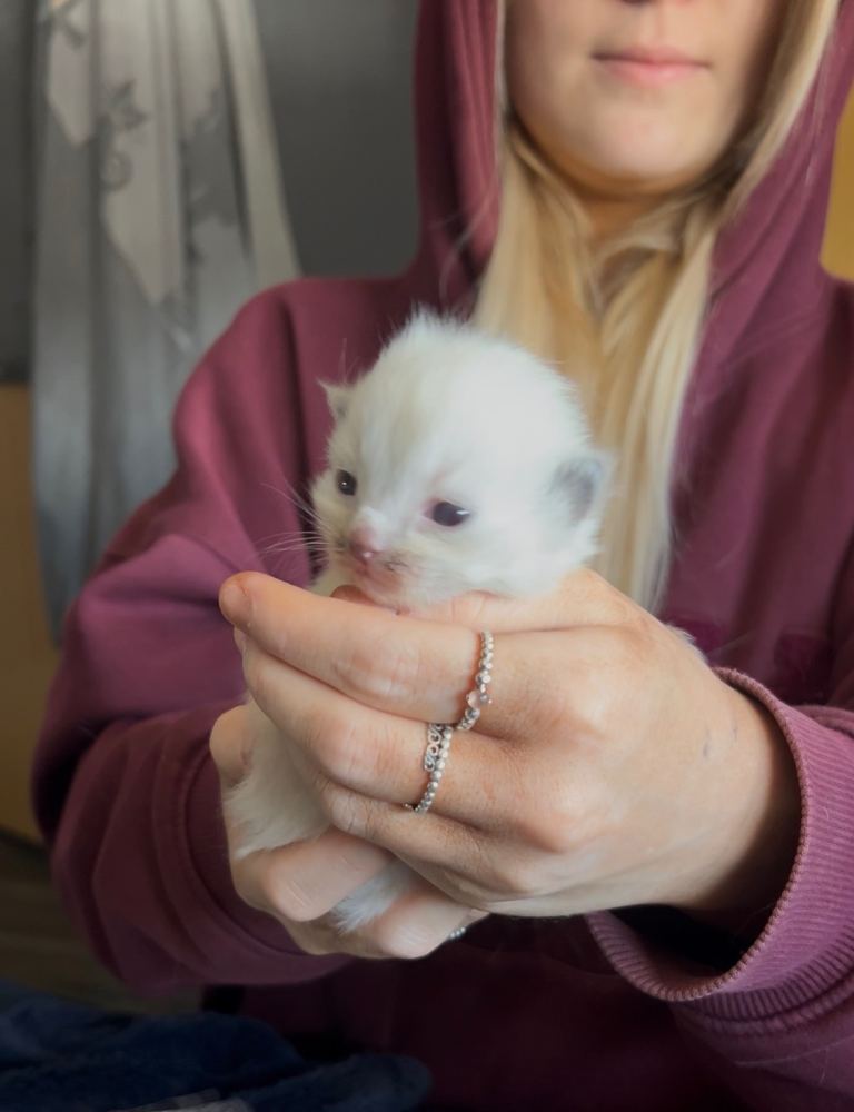 Ragdoll kittens 2 girls 2 boys 