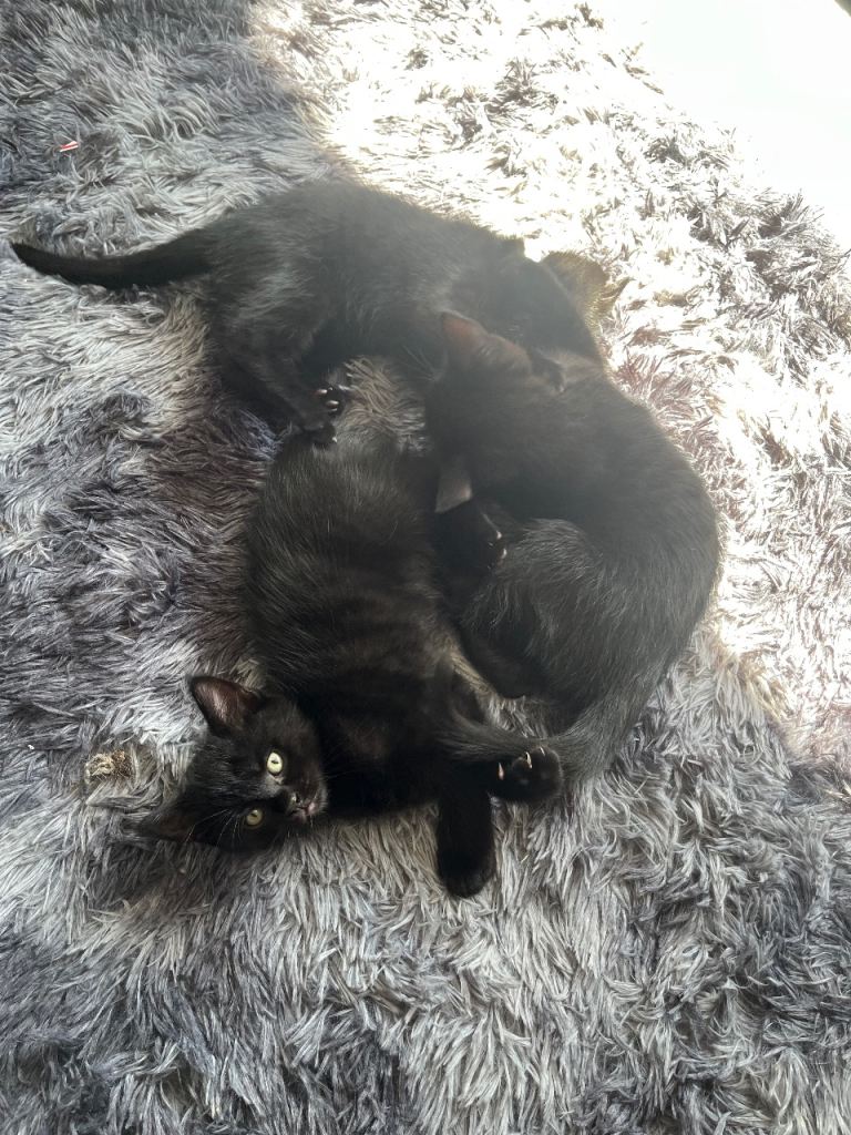 Black kittens