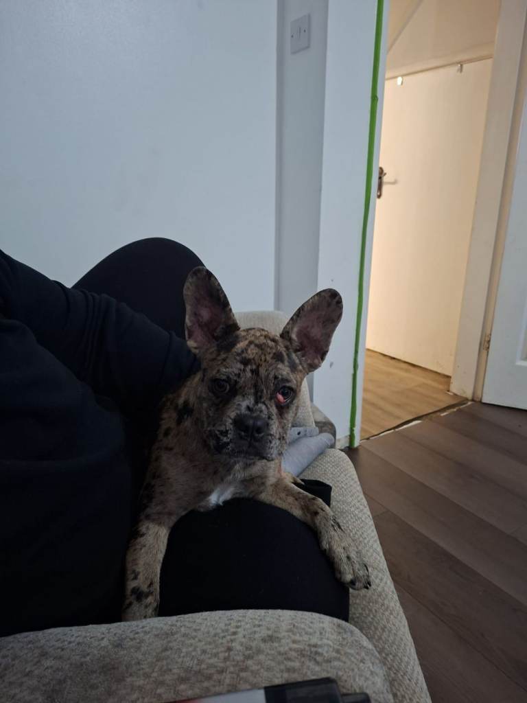 Female french bulldog/cross 