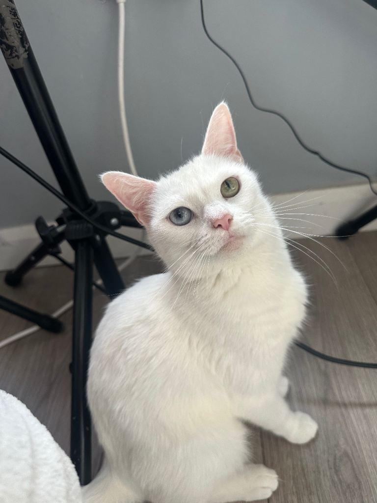 One kitten different color eyes