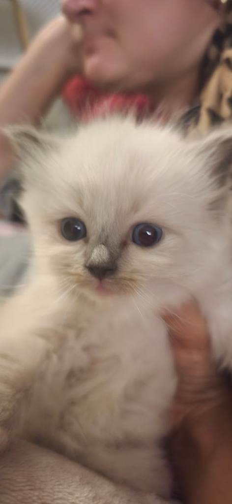 Beautiful kittens 