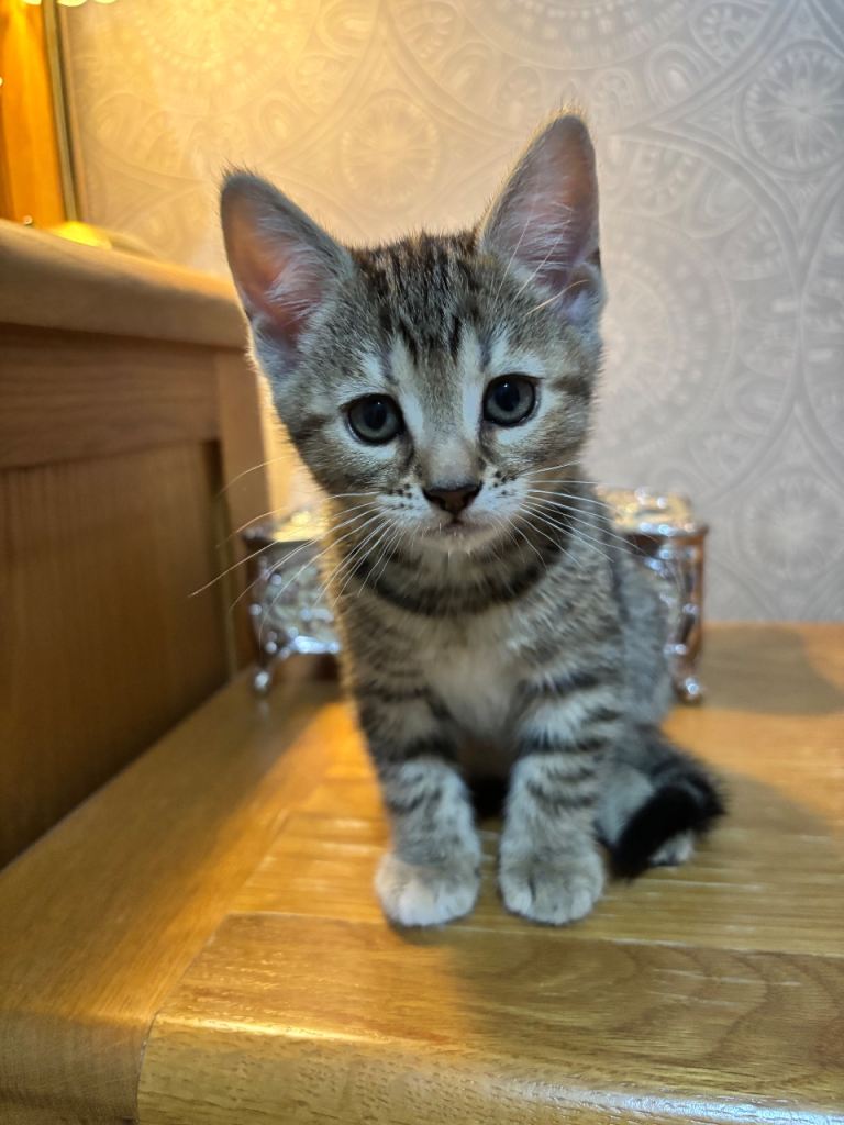 3 Available Kittens!