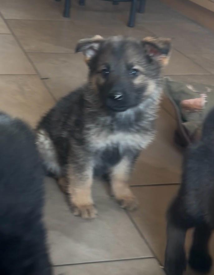 Beautiful German shepherd pups