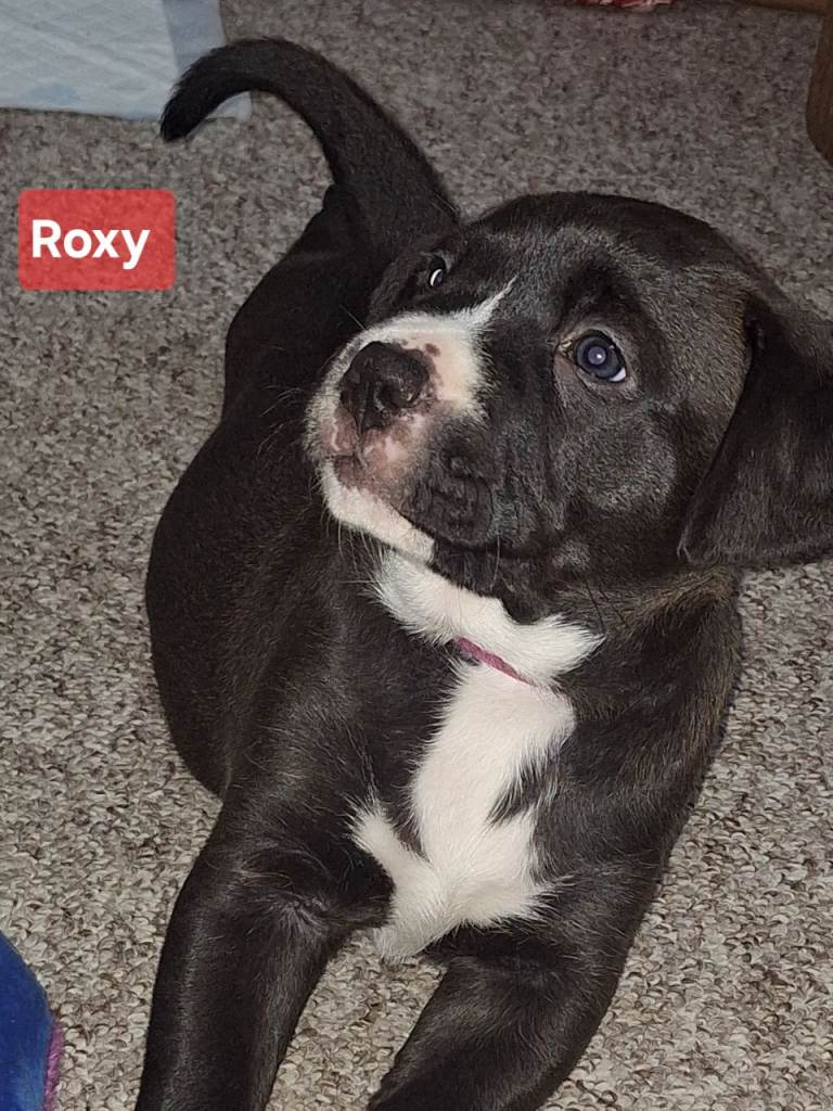 One beautiful Girl puppy 