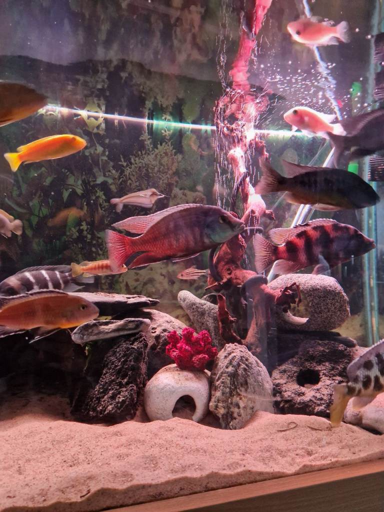 Malawi fish and nd aquatics 5ft tank 