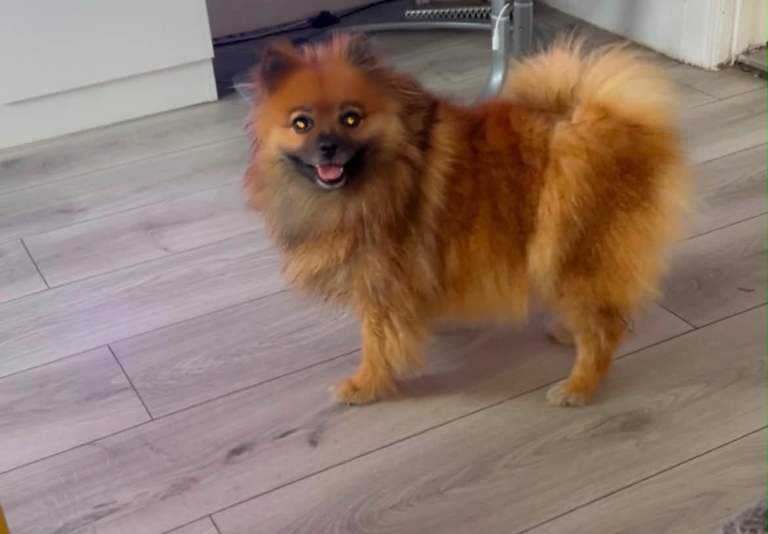 Pomerian 