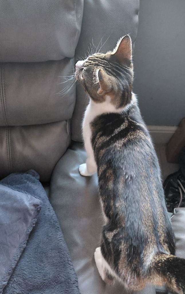 Female cat 