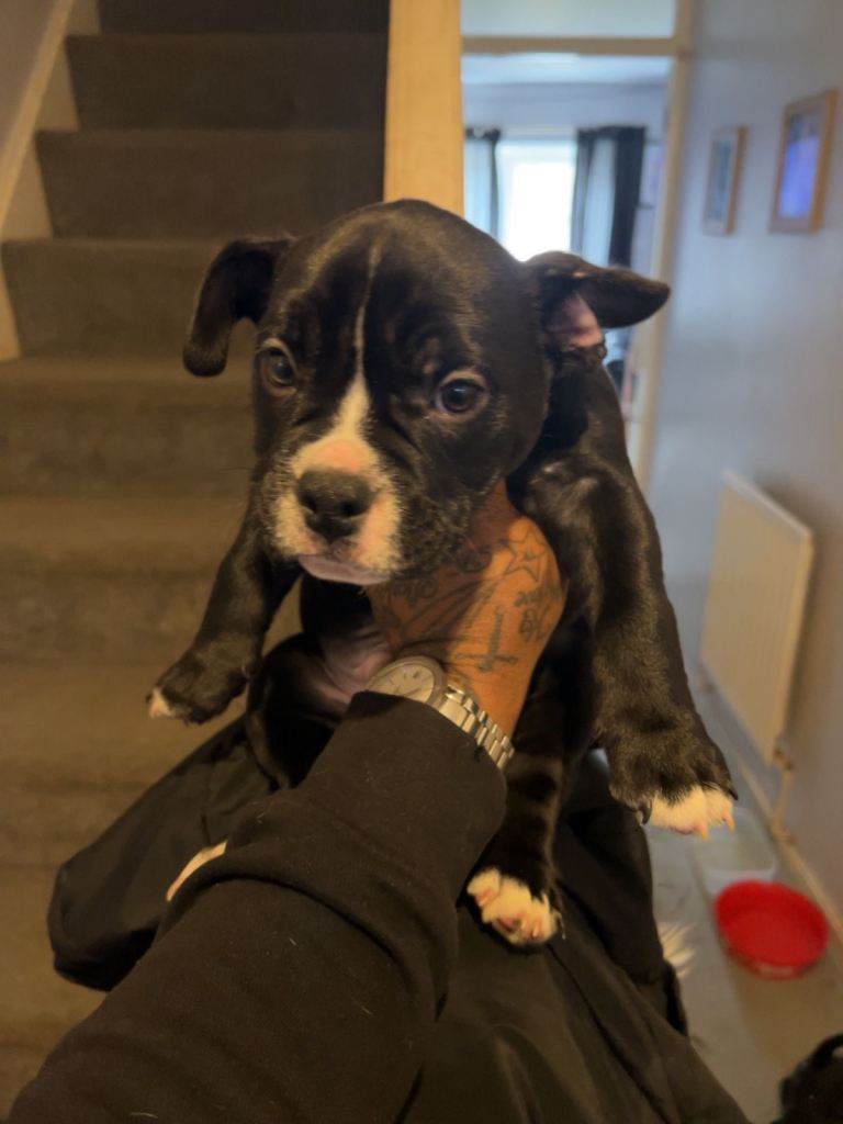 2 puppies frenchie x pocket bully xenglish bullldog