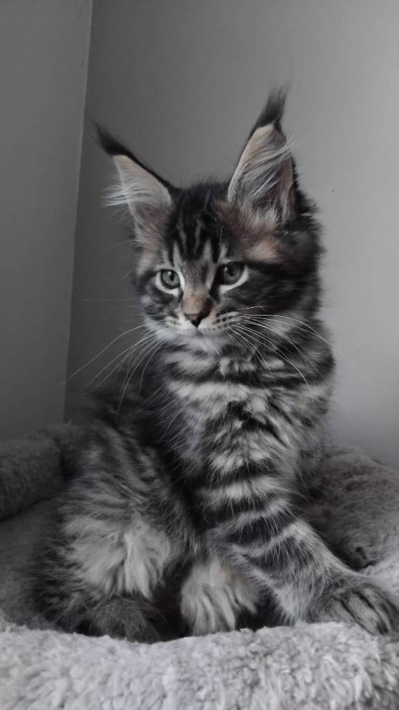 Maine coons kittens black , grey tabbys 