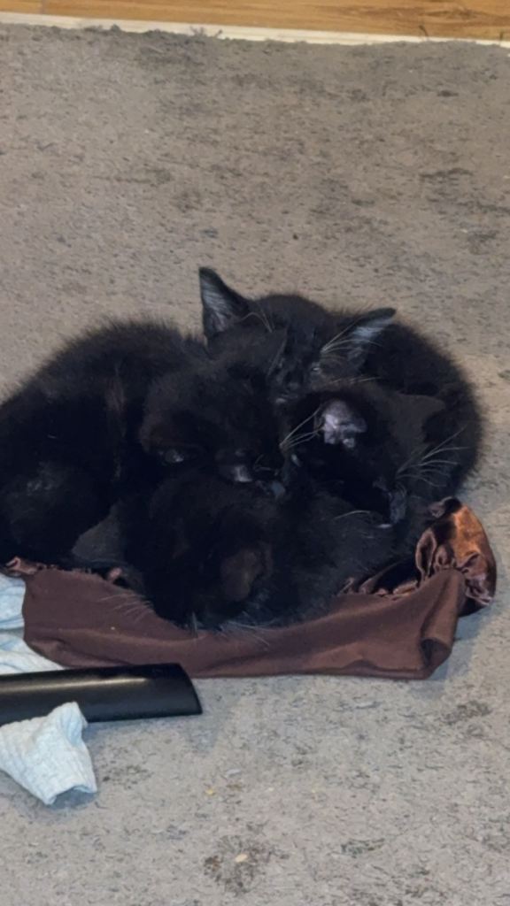 Black and white kittens 