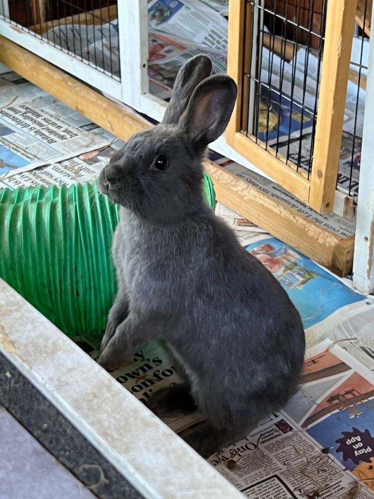 Bunnies for sale