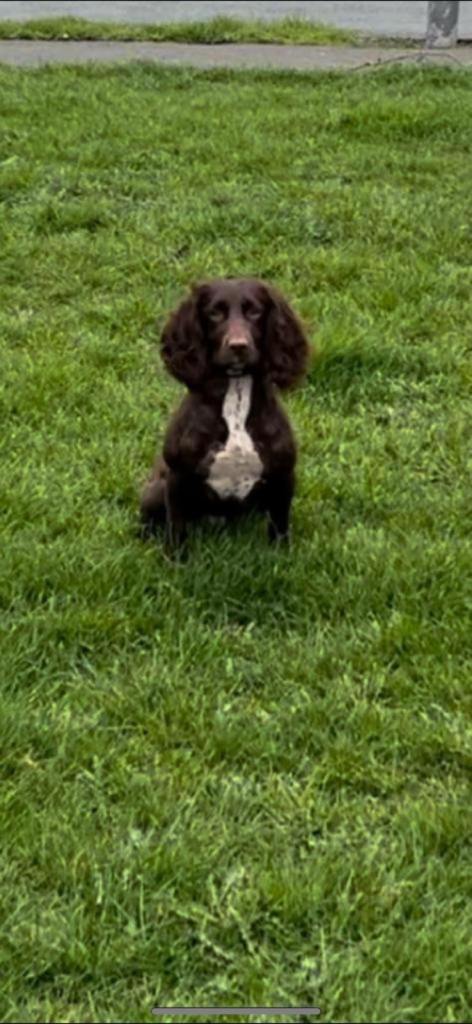 Cocker spaniel puppies