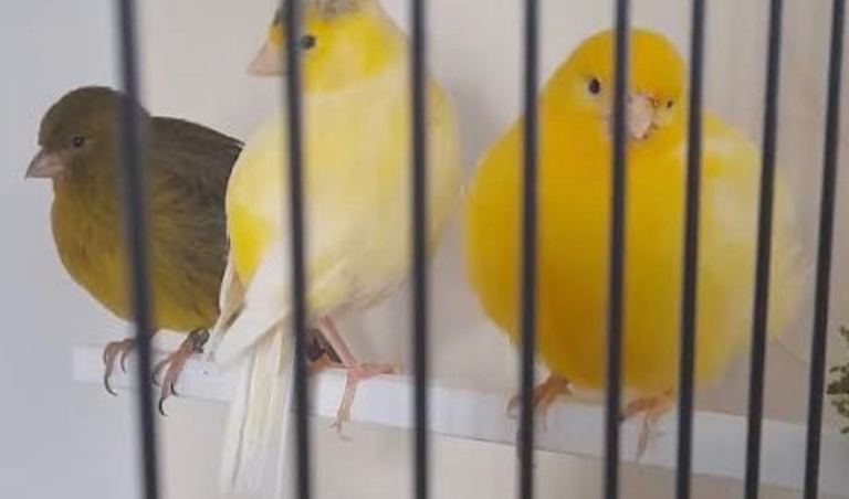 Canaries for sale 