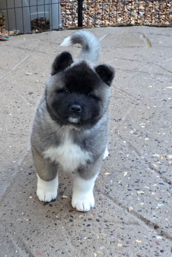 American akita puppies 