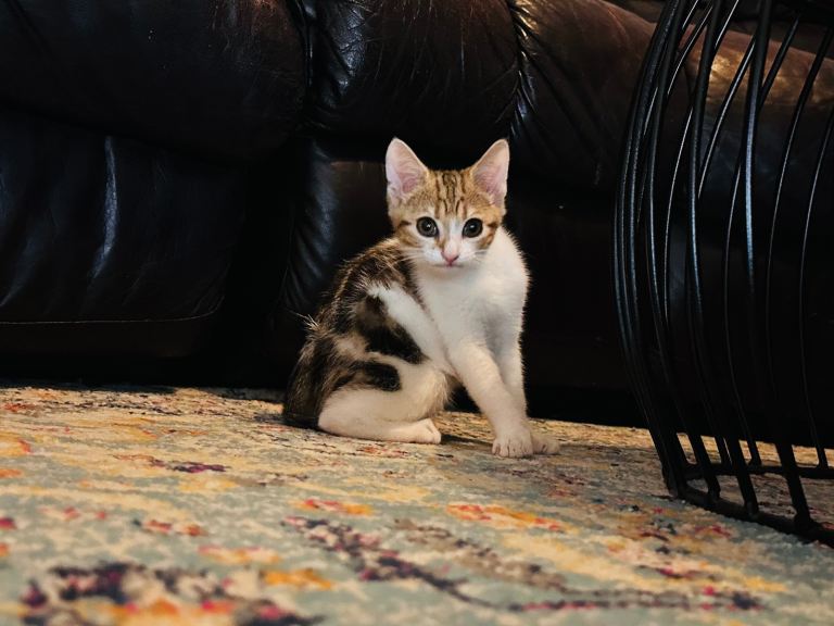 🐾 Beautiful two male  Kittens – 3monts  Old 🐾