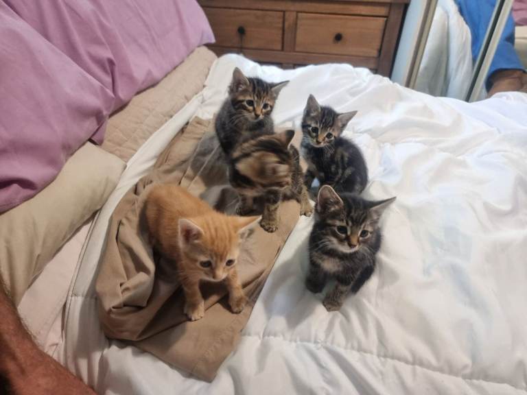 Four kitten looking for homes 